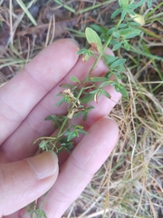 Hypericum perforatum