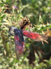Neoscona adianta