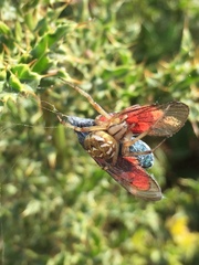 Neoscona adianta
