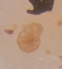 Haplophragmoides wilberti