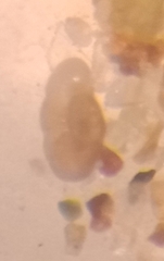 Haplophragmoides wilberti