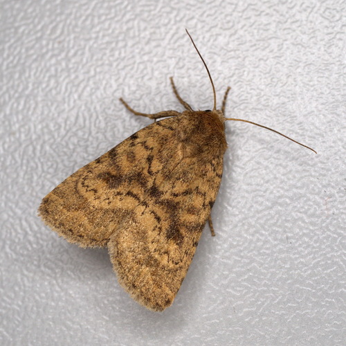 Mottled Rustic