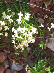 Galium anisophyllon