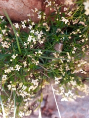 Galium anisophyllon