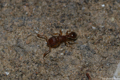 Tetramorium lanuginosum