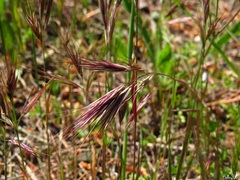 Bromus rubens
