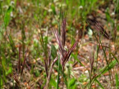 Bromus rubens