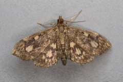 Anania stachydalis