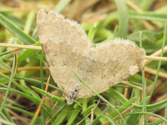 Entephria flavata