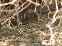 Acrocephalus gracilirostris