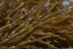 Gongolaria