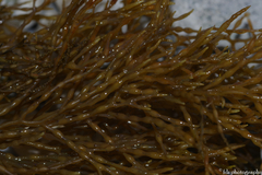 Gongolaria