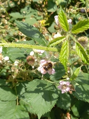 Bombus humilis