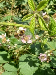 Bombus humilis