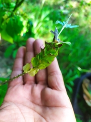 Ecbolium