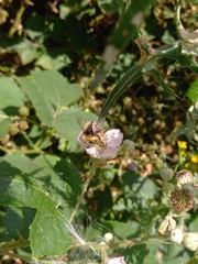 Bombus humilis