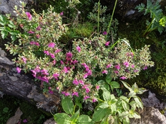Rhododendron lepidotum
