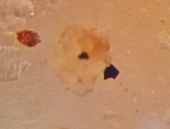 Psammosphaera