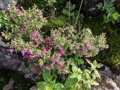 Rhododendron lepidotum