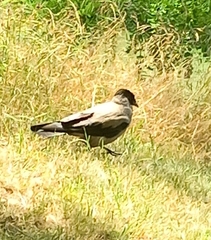 Corvus cornix