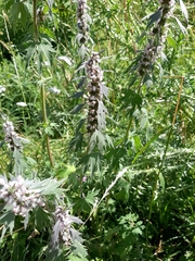 Leonurus quinquelobatus