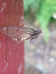 Ephemera vulgata