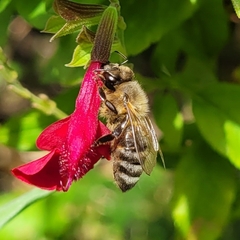 Apis mellifera