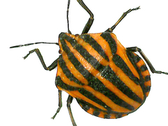 Graphosoma italicum