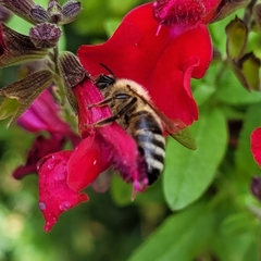 Apis mellifera