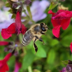 Apis mellifera