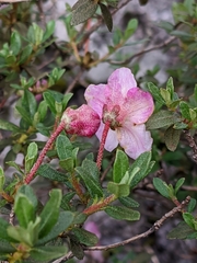 Rhododendron lepidotum