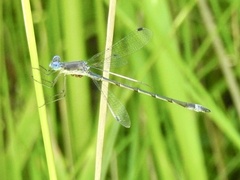 Lestes forcipatus