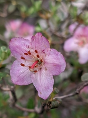 Rhododendron lepidotum