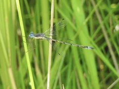 Lestes forcipatus