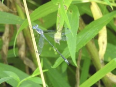 Lestes forcipatus