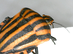 Graphosoma italicum