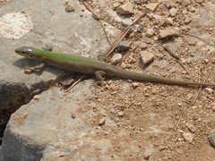 Podarcis melisellensis