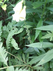 Digitalis lutea