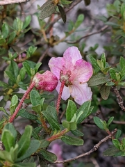 Rhododendron lepidotum