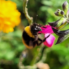 Bombus