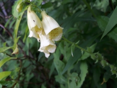 Digitalis lutea