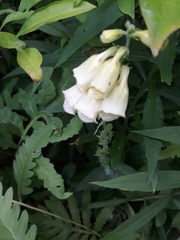 Digitalis lutea
