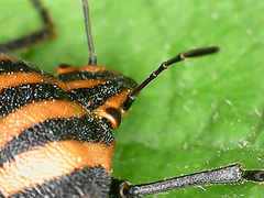 Graphosoma italicum