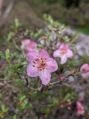 Rhododendron lepidotum