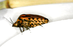 Graphosoma italicum