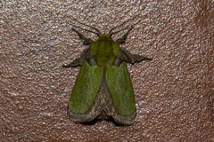 Latoia vivida