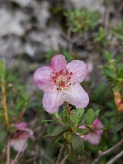 Rhododendron lepidotum
