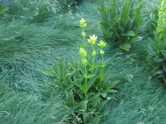Gentiana