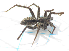 Pardosa monticola