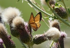 Isturgia limbaria
